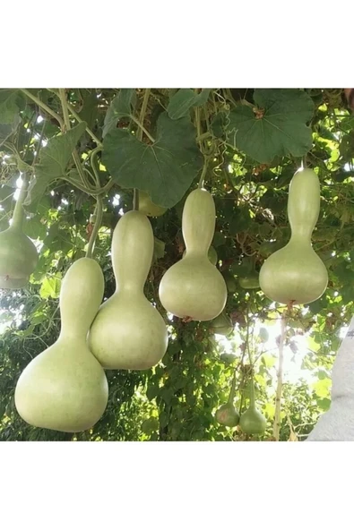 Tohumcumm 15 Adet Tohum Nadir Organik Su Kabak Tohumu Hediye Tohumludur ürün görseli 1