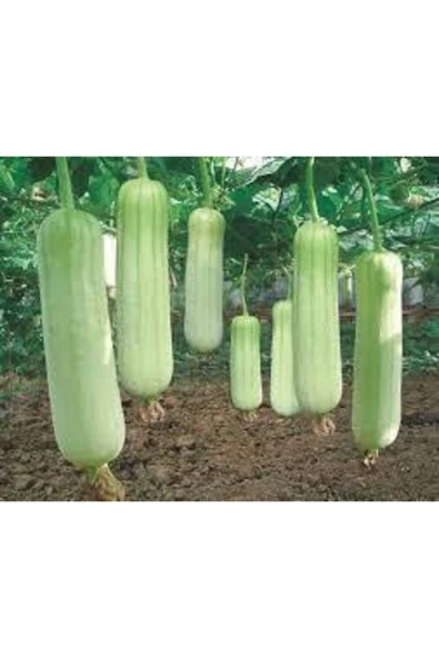 Tohumcumm 10 Adet Tohum Lif Kabak Tohumu Kabak Tohumu Lif Kabağı Tohumu ürün görseli 1