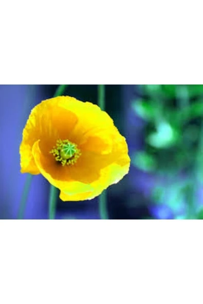 Tohumcumm 250 Adet Tohum Nadir Sarı Kır Bahçe Gelincik Çiçeği Tohumu Saksı Toprak Hediye ürün görseli 1