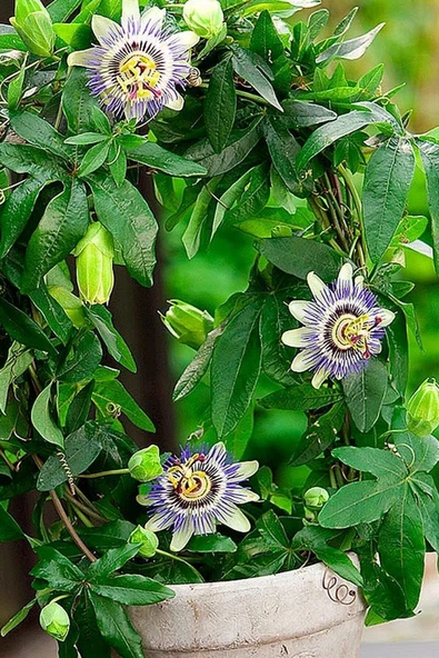 Tohumcumm 30 Adet Çarkıfelek Çiçeği Tohumu Passiflora Çiçeği Tohumu Çiçek Tohumu Saksı Toprak Sürpriz Heidyel ürün görseli 1
