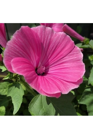 Tohumcumm 5 Adet Tohum Nadir Bulunan Pembe Pamuk Çiçeği Tohumu Hediye Tohum ürün görseli 1