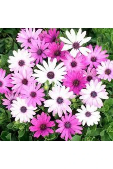 Tohumcumm 30 Adet Tohum Nadir Bulunan Pembe Papatya Çiçeği Tohumu Papatya Çiçek Saksı Toprak ürün görseli 1