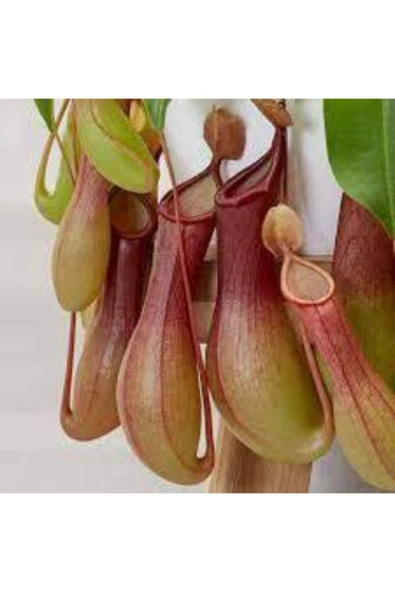Tohumcumm 5 Adet Tohum Nepenthes Sinek Kapan Etobur Etçil Bitki Çiçeği Sürpriz Hediye Bonzai Ağacı Tohumu ürün görseli 1