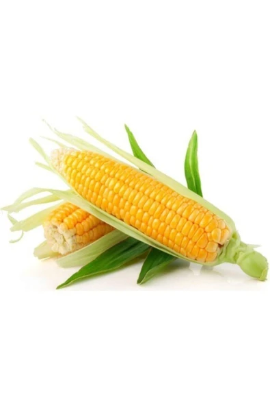 Tohumcumm 100 Adet Tohum Organik Bahçe Taze Süt Mısır Tohumu Yeni Sezon Kaliteli Köy Mısırı Haşlamalık Mısır ürün görseli 1
