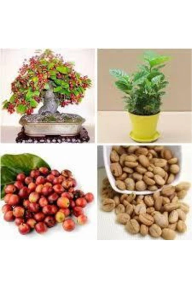 Tohumcumm 5 Adet Tohum Nadir Bonsai Bulunan Kahve Ağacı Tohumu Kahve Tohumu Saksı Toprak Hediye ürün görseli 1