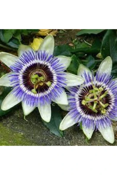 Tohumcumm 10 Adet Tohum Passiflora Çiçeği Tohumu Çarkıfelek Çiçek Tohumu Saksı Toprak Süpriz Heidye ürün görseli 1