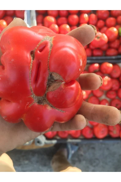 ata tohumculuk Yerli Köy Domatesi Tohumu ürün görseli 1