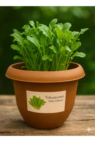 Tohumcumm Roka Yetiştirme Set 100 Adet Roka Tohumu + Saksı + Toprak ürün görseli 1