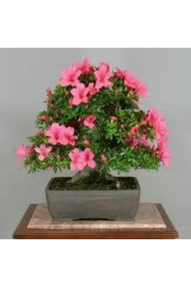 Tohumcumm 10 Adet Tohum Nadir Orkide Ağaç Bonsai Ağaç Tohumu Saksı Toprak Hediyemizdir ürün görseli 1
