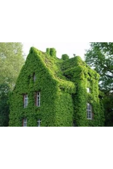 Tohumcumm 200 Adet Tohum Organik Bahçe Orman Sarmaşık Duvar Villa Sarmaşık Tohumu ürün görseli 1