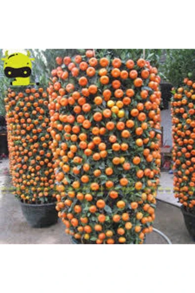 Tohumcumm 25 Adet Tohum Nadir Bodur Bonsai Mandalina Bonzai Ağacı Tohum Süpriz Hediye Bonsai Ağacı Tohum ürün görseli 1