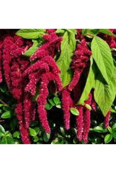 Tohumcumm 100 Adet Tohum Nadir Tilki Kuyruğu Çiçeği Tohumu Saksı Toprak Sürpriz Hediye Tohumlu ürün görseli 1