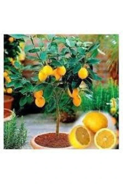 Tohumcumm 10 Adet Tohum Bodur Bonsai Limon Ağacı Tohumu Italyan Limon Seti Saksıtoprak Süpriz Heidye Tohumlu ürün görseli 1