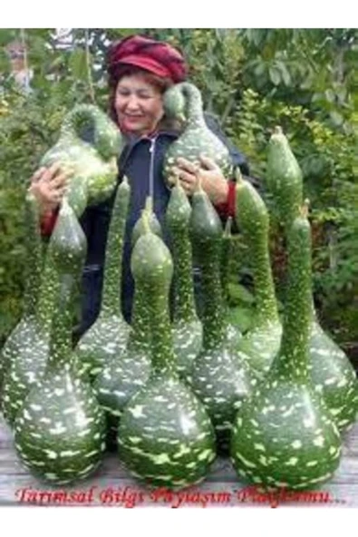 Tohumcumm 100 Adet Tohum Organik Hatay Kuğu Su Kabak Tohumu Köy Tohumu Hediye Tohum ürün görseli 1