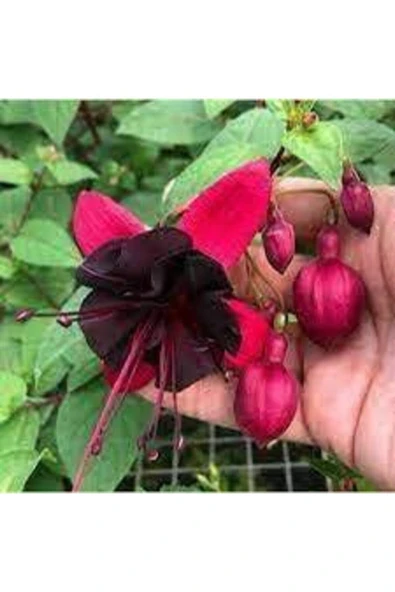 Tohumcumm 100 Adet Tohum Nadir Siyah Küpeli Çiçeği Tohumu Siyah Küpeli Çiçeği Tohumu Sürpriz Hediye Tohumludur ürün görseli 1