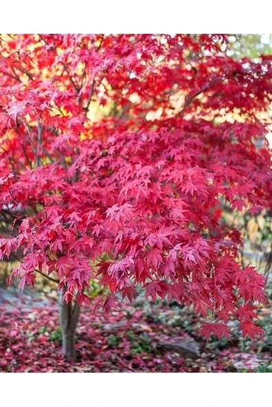 Tohumcumm 15 Adet Tohum Kırmızı Japon Red Mople Ağaç Tohumu Sürpriz Hediye Tohumludur ürün görseli 1