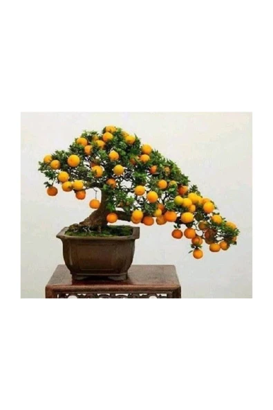 Tohumcumm 3 Adet Tohum Taze Hasat Organik Şekerpare Kayısı Bonsai Ağaç Tohumu Saksı Toprak Hediyeli ürün görseli 1