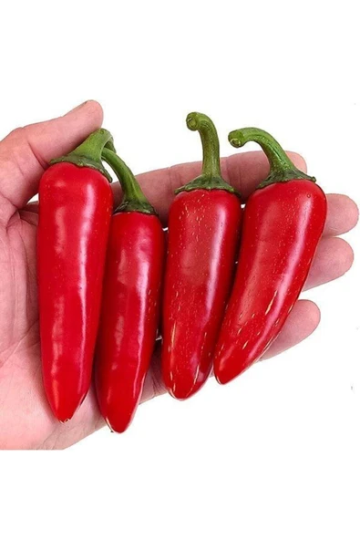 Tohumcumm 30 Adet Meksika Biberi Tohum Zehir Acı Meksika Biberi Tohumu Jalapeno ürün görseli 1