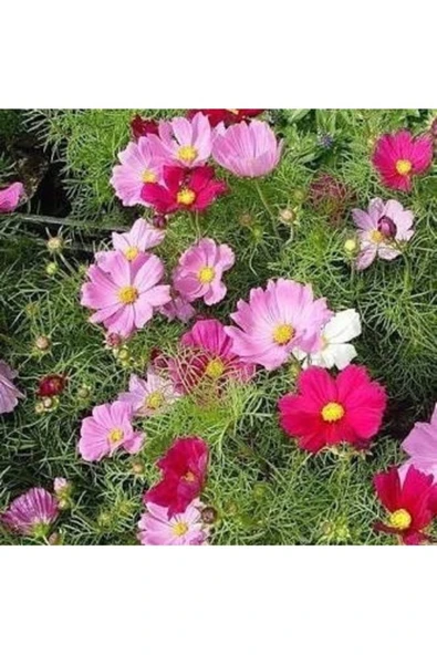 Tohumcumm 10 Adet Tohum Nadir Cosmos Kosmos Çiçek Tohumu Mezarlık Kabir Çiçeği Tohumu Saksı Toprak ürün görseli 1