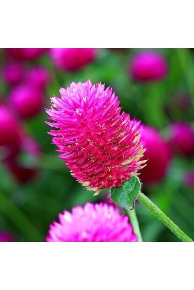 Tohumcumm 10 Adet Tohum Nadir Bulunan Pembe Medine Çiçeği Tohumu Medine Çiçek Tohumu Hediye Tohumlu ürün görseli 1