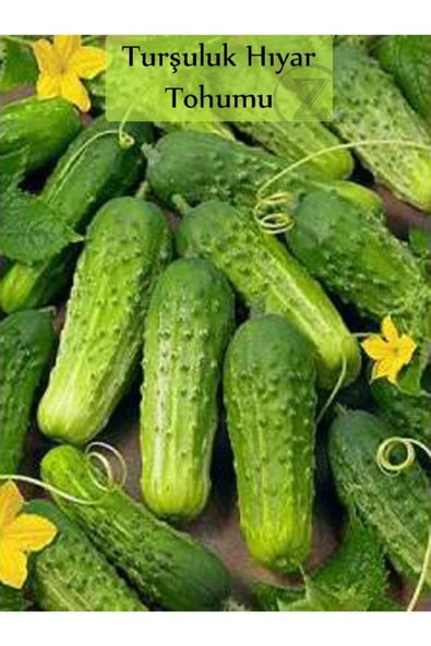 Tohumcumm 100 Adet Tohum Nadir Saksılık Kornişon Badem Salatalık Tohumu Hobi Tohum Saksı Topraklı ürün görseli 1