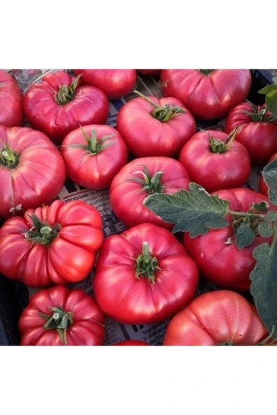 Tohumcumm 50 Adet Tohum Nadir Iri Pembe Köy Domatesi Domates Tohumu Saksı Toprak Hediyemizdir ürün görseli 1