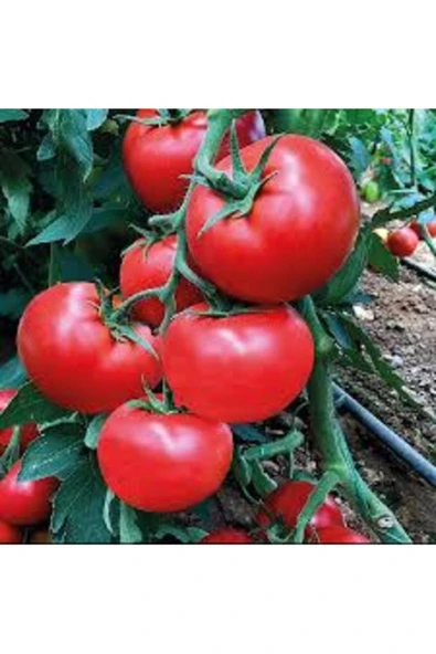 Tohumcumm 100 Adet Tohum Sırık Bulgar Domatesi Tohumu Saksı Toprak Hediyemiz ürün görseli 1