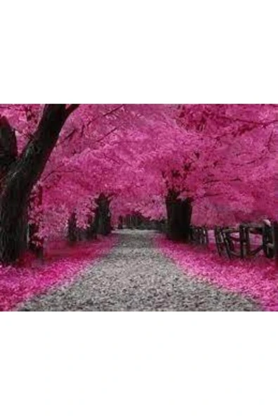 Tohumcumm 5 Adet Tohum Nadir Bulunan Japon Pembe Sakura Ağacı Tohumu İthal Ağaç Tohumu Hediye Tohumlu ürün görseli 1