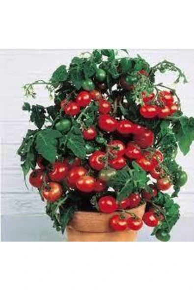 Tohumcumm 150 Adet Tohum Süper Paket Cherry Çeri Domates Tohumu Saksılık Saksı Toprak Sürpriz Hediye Tohum ürün görseli 1