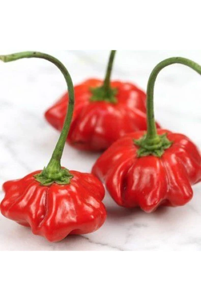 Tohumcumm 20 Adet Tohum Nadir Kırmızı Gül Biberi Biber Tohum Saksılık Biber Tohumları Saksı Toprak Hediye ürün görseli 1