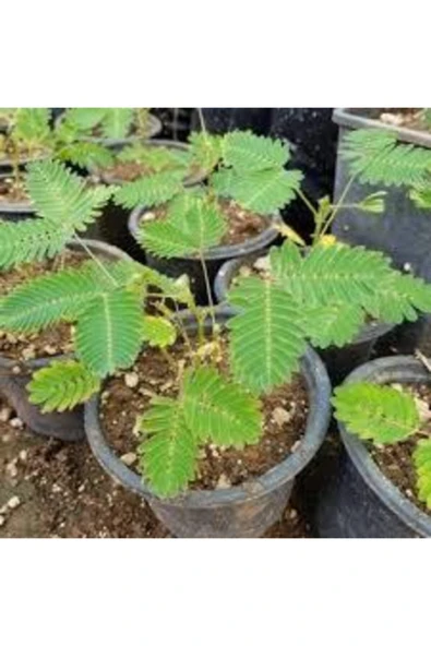 Tohumcumm 15 Adet Tohum Nadir Küstüm Çiçeği Tohumu Dokununca Kapanan Küsen Çiçek Tohumu Saksı Toprak ürün görseli 1