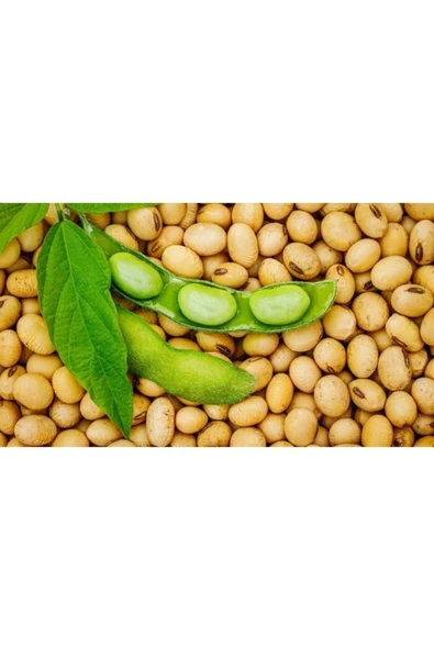 Tohumcumm 50 Adet Tohum Organik Hobi Bahçe Soya Fasulye Tohumu Saksı Topraklıdır ürün görseli 1
