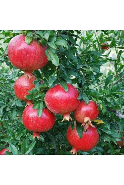 Tohumcumm 10 Adet Tohum Organik Bahçe Kırmızı Medine Nar Ağaç Tohumu Taze Saksı Toprak ürün görseli 1