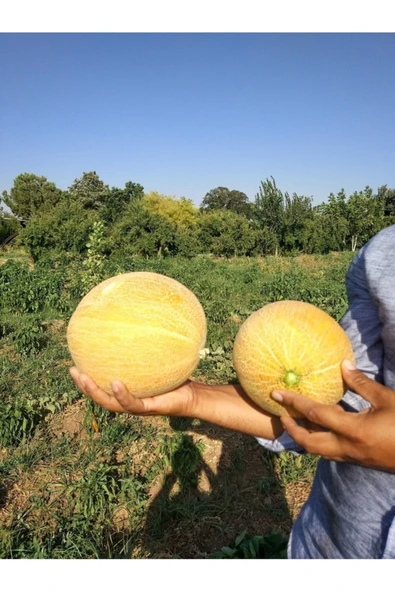 Tohumcumm 30 Adet Tohum Nadir Organik Köy Ananas Kavunu Ananas Kavun Tohumu Hobi Bahçe Hediye Tohumlu ürün görseli 1