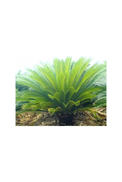 Tohumcumm Sikas Cycas Ağacı Tohumu Sikas Ağacı Tohumu 3 Adet Dev Tohum Skas Tohumu ürün görseli 1