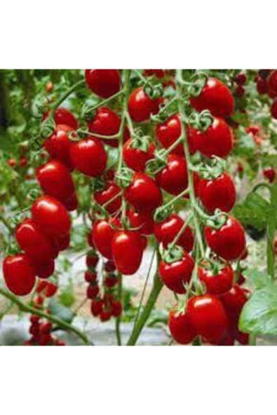 Tohumcumm 500 Adet Tohum Organik Orjinal Köy Cherry Çeri Domates Tohumu Saksı Toprak Hediye ürün görseli 1