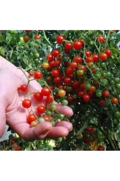 Tohumcumm 20 Adet Tohum Organik Hobi Balkon Bezelye Minik Domates Tohumudur ürün görseli 1