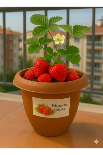 Tohumcumm Çilek Yetiştirme Seti 20 Adet Çilek Tohumu + Saksı + Toprak ürün görseli 1