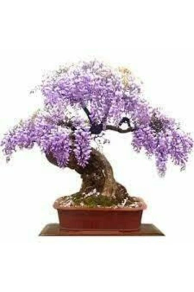 Tohumcumm 10 Adet Tohum Bodur Jakaranda Bonsai Ağacı Tohumu Saksı Toprak Süpriz Hediye Bonsai Ağacı Tohumu ürün görseli 1