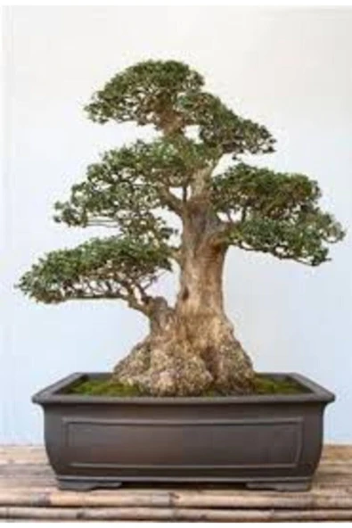 Tohumcumm 5 Adet Tohum Bodur Bonsai Lübnan Sediri Ağacı Bonzai Tohumu Saksı Toprak Hediyelidir ürün görseli 1