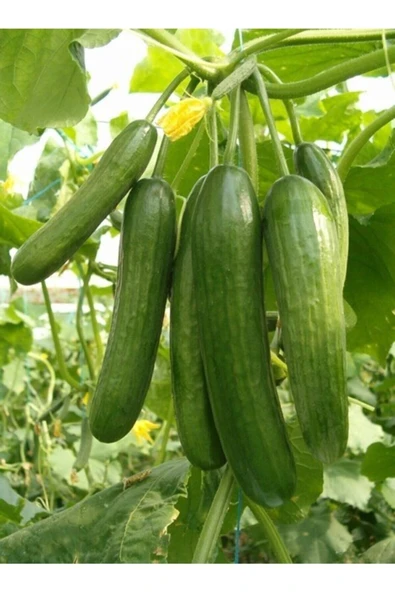 Tohumcumm 150 Adet Tohum Organik Bahçe Sırık Salatalık Tohumu Taze Sırık Yeşil Salatalık Tohumul ürün görseli 1