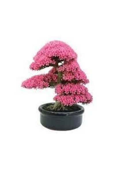 Tohumcumm 20 Adet Tohum Bodur Pembe Erguvan Bonzai Ağac Ekim Seti Saksı Toprak Sürpriz Hediye Bonsai Tohumu ürün görseli 1