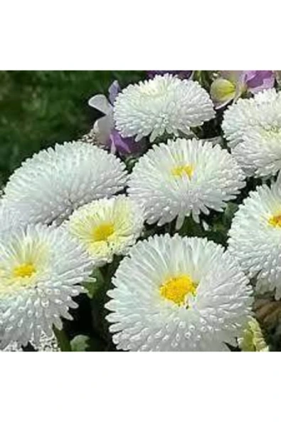 Tohumcumm 20 Adet Tohum Nadir Bulunan Beyaz Çilek Çiçeği Tohumu Çilek Çiçeği Hediye Tohumludur ürün görseli 1