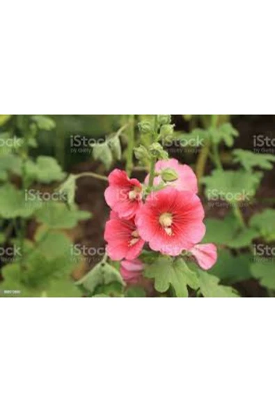 Tohumcumm 20 Adet Tohum Nadir Pembe Öksüz Mezarlık Kabir Çiçeği Tohumu Hediye ürün görseli 1