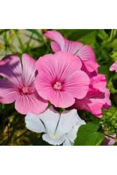 Tohumcumm 5 Adet Tohum İthal Pembe Pamuk Çiçeği Tohumu Saksı Toprak Hediye ürün görseli 1
