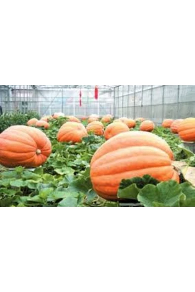 Tohumcumm 10 Adet Tohum Organik Hobi Bahçe Sarı Bal Kabağı Tohumu Taze Kabak Kışlık ürün görseli 1
