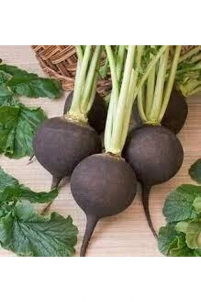 Tohumcumm 30 Adet Tohum Siyah Turp Tohumu Kara Turp Siyah Turp Tohumu Sürpriz Hediye Tohumlu ürün görseli 1