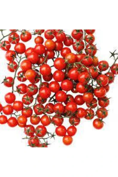Tohumcumm 50 Adet Tohum Nadir Ithal Cherry Minik Bezelye Domates Tohumu Sürpriz Hediye Tohum ürün görseli 1