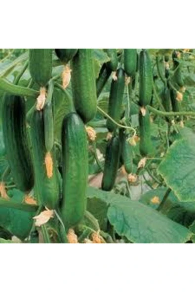 Tohumcumm 20 Adet Tohum Badem Salatalık Köy Salatalığı Tohumu Yerli Tohum Bol Verimli Sürpriz Hediye Tohum ürün görseli 1
