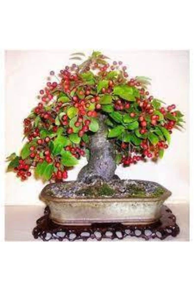ata tohumculuk 5 Adet Bodur Kiraz Ağacı Bonsai Tohumu ürün görseli 1